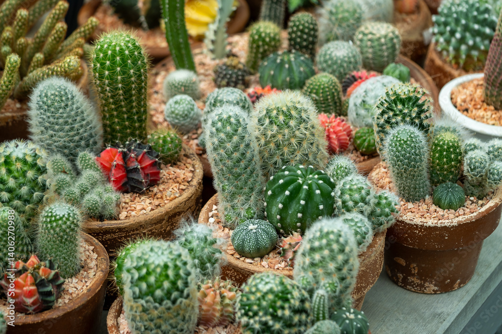 Vibrant cactus collection at a local nursery potting workshop indoor garden close-up view
