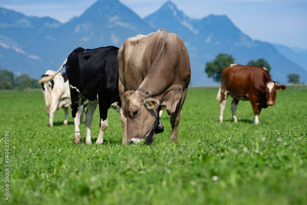 Cow in fields. Cattle ranch. Sunny meadow with grazing cow. Herd of cows on a grassy meadow. Cattle in nature. Pastures with cow. Rural livestock. Grazing cow. Dairy farming. Cow in fields. Cattle ranch. Sunny meadow with grazing cow. Herd of cows on a grassy meadow. Cattle in nature. Pastures with cow. Rural livestock. Grazing cow. Dairy farming.