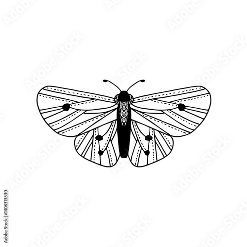 butterfly on white