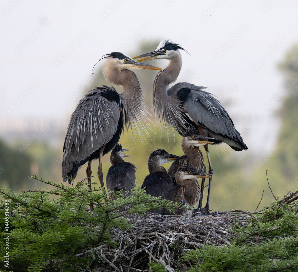 Obraz premium Great Blue Heron parents caring for chicks, following sunrise, in Cross Creek Ranch, Fulshear, Texas.