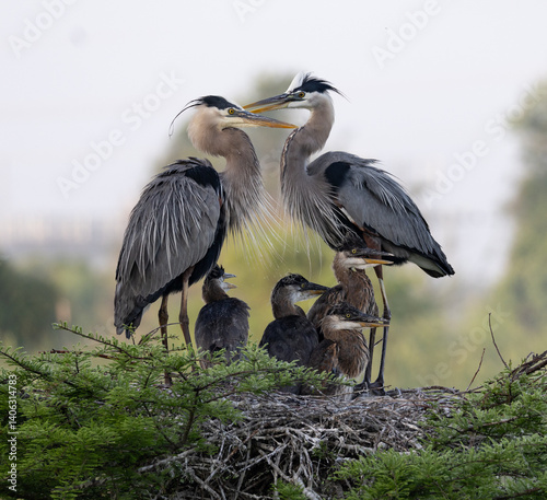 Great Blue Heron parents caring for chicks, following sunrise, in Cross Creek Ranch, Fulshear, Texas.