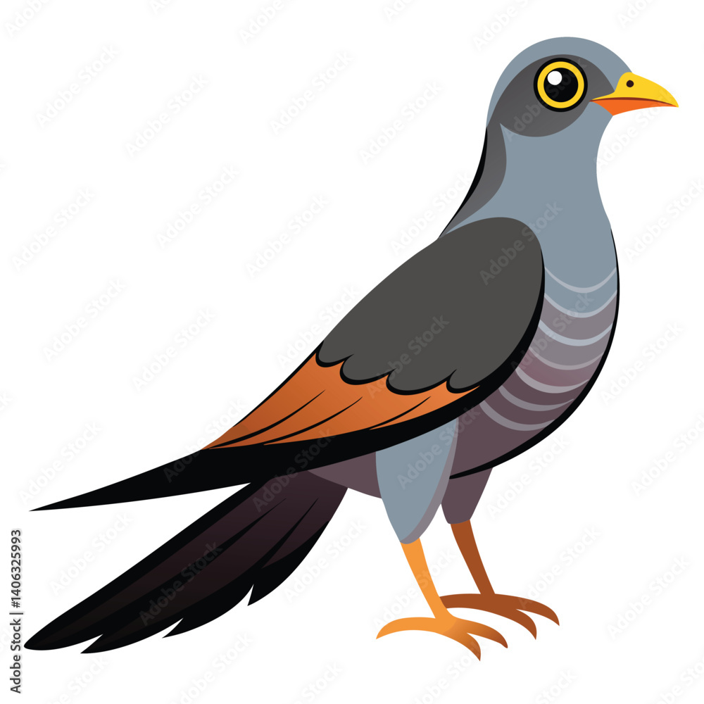 Fototapeta premium Cuckoo bird isolated on white background