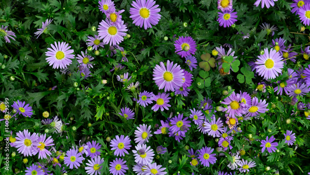 Dense patch of purple Aster flowers with yellow centers. Surrounded by lush green foliage. Flowers are in various stages of bloom creating a vibrant and natural. For background and textured. Dense patch of purple Aster flowers with yellow centers. Surrounded by lush green foliage. Flowers are in various stages of bloom creating a vibrant and natural. For background and textured.