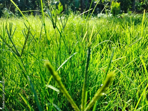 Fototapeta Naklejka Na Ścianę i Meble -  Natural and leafs