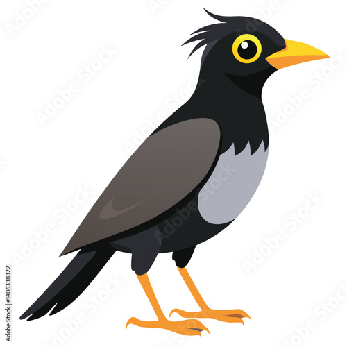 Myna bird isolated on white background
