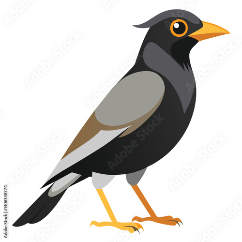 Myna bird isolated on white background
