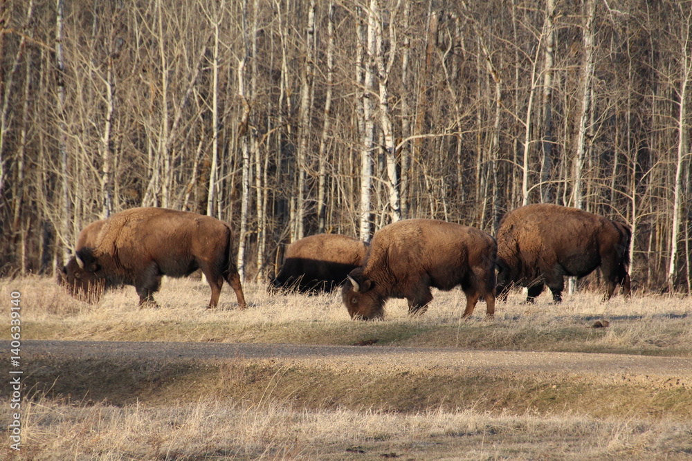 Herd Of Bison Grazing, Elk Island National Park, Alberta Herd Of Bison Grazing, Elk Island National Park, Alberta