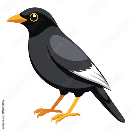 Myna bird isolated on white background