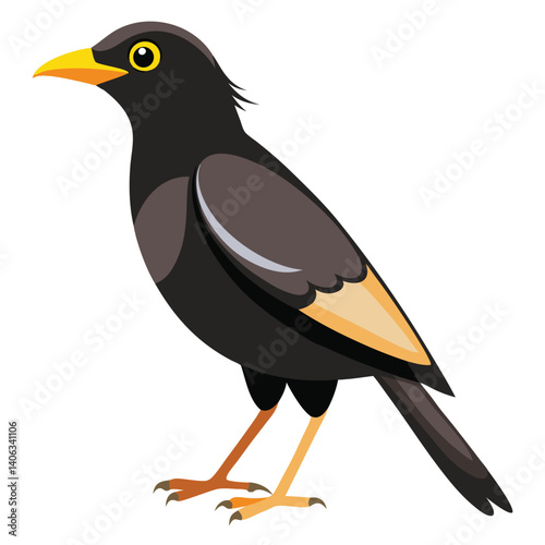 Myna bird isolated on white background