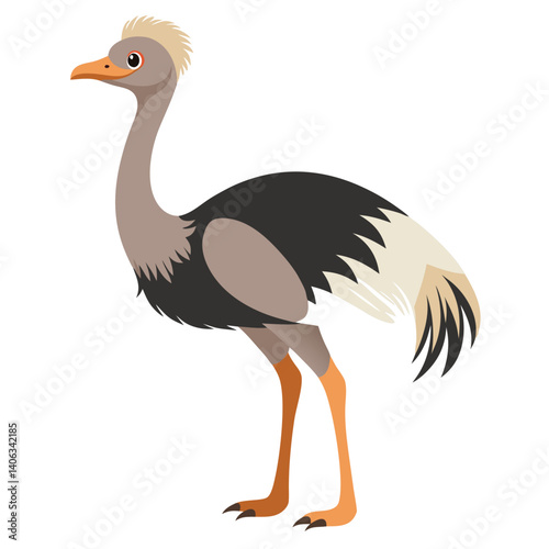 Ostrich bird isolated on white background