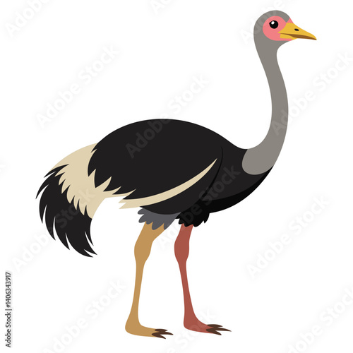 Ostrich bird isolated on white background