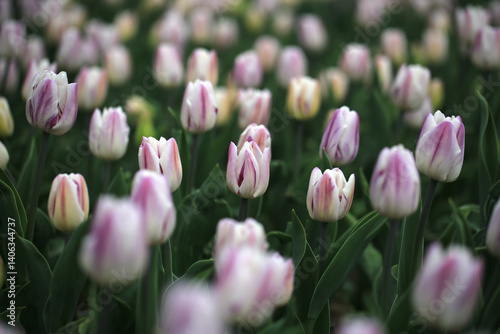 pink tulips in spring