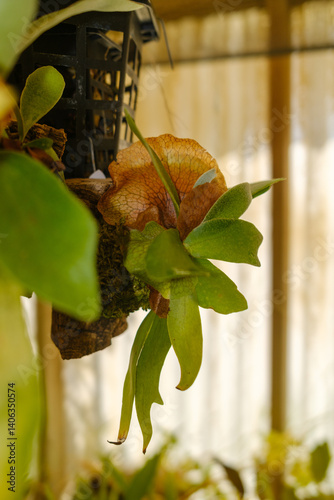 Snake Emerging from Decaying Branch in Vivid Botanical Setting