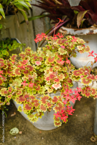 Vibrant and Colorful Potted Houseplant Arrangement
