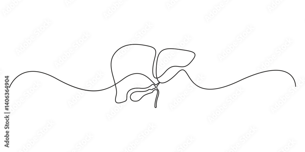 Continuous one line drawing of human liver organ vector illustration Continuous one line drawing of human liver organ vector illustration