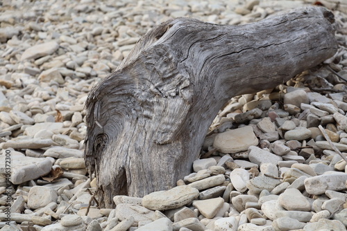 Piece of driftwood on a stony shore