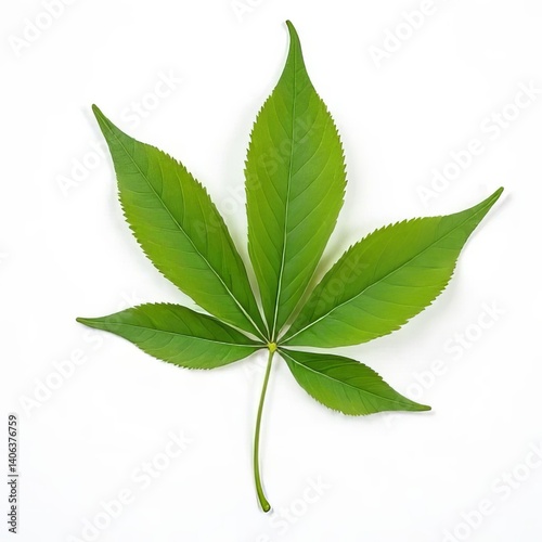 leaf