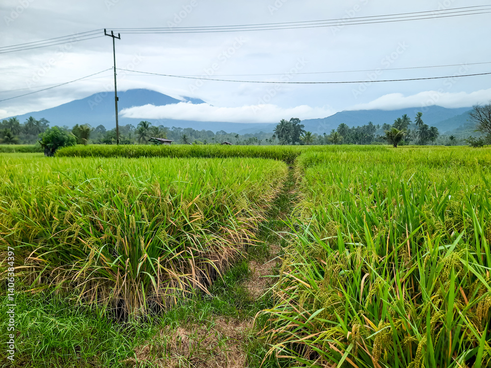 Obraz premium Scenic Rice Field and Mountain Landscape in Indonesia