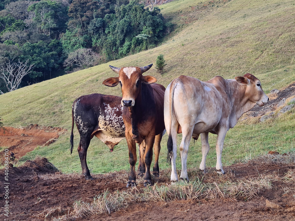 Fototapeta premium Cow on a mountain pasture