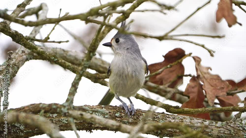 Macro Side View: Tufted x Black-crested Titmouse Feeding Macro Side View: Tufted x Black-crested Titmouse Feeding