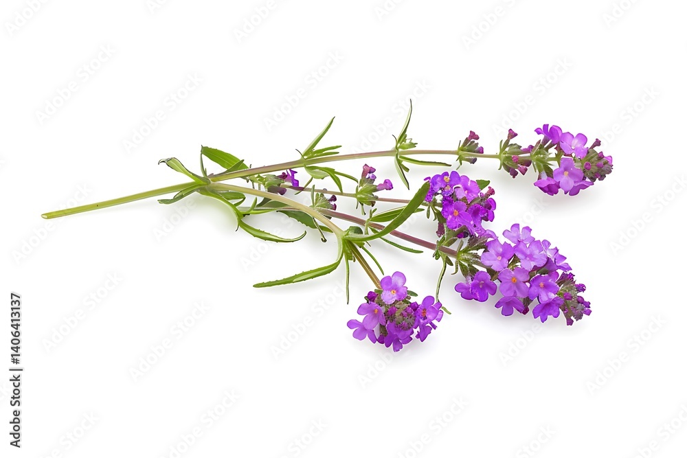 Vervain Flower isolated on white background.close up. Vervain Flower isolated on white background.close up.