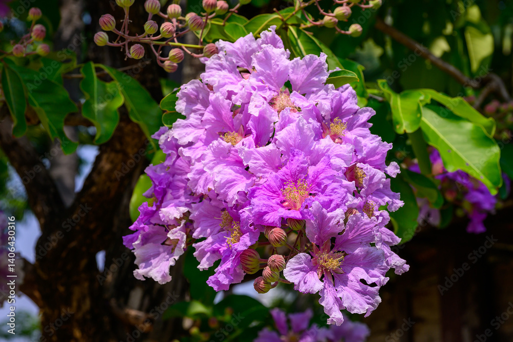 Fototapeta premium Lagerstroemia speciosa flower in full bloom on a branch against lush green foliage.