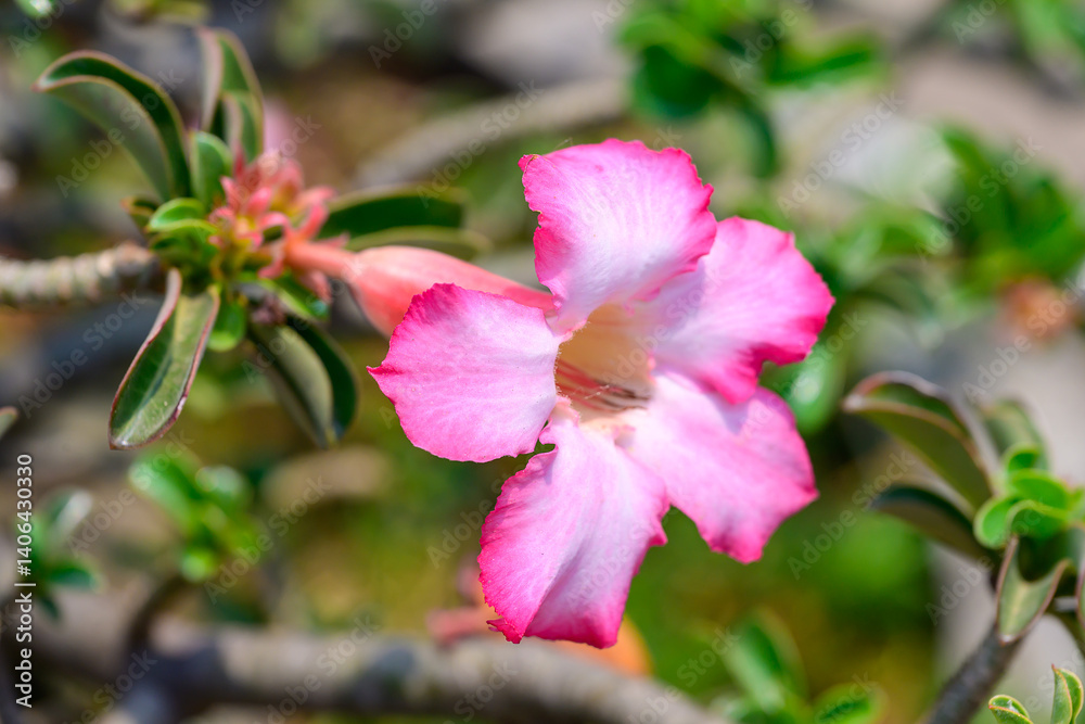 Close up Adenium obesum flowers or Desert rose in full bloom bright and freshness. Close up Adenium obesum flowers or Desert rose in full bloom bright and freshness.