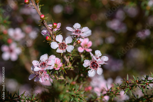Wallpaper Mural Manuka or Tea Tree is Scientific name Leptospermum scoparium flowers it a blooming in garden. Torontodigital.ca