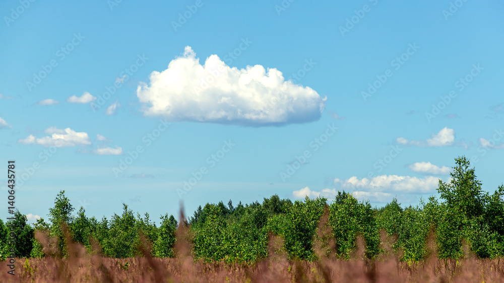 Obraz premium Summer landscape with blue sky in soft white clouds over green field of grass. Beautiful natural countryside. Nature rural scene with copy space for design