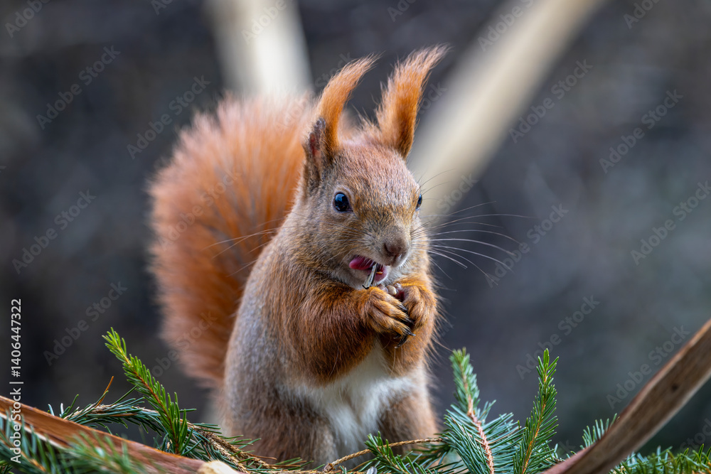 Fototapeta premium ein Eichhörnchen beim Futter suchen