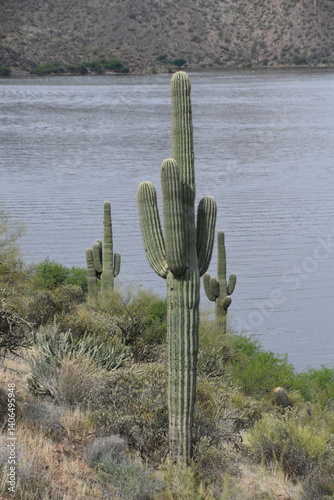 Cactus