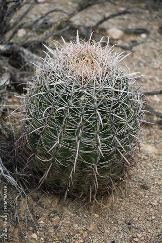 Cactus