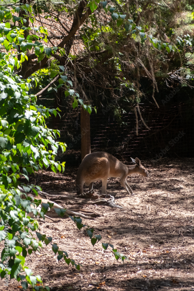 Obraz premium Kangaroo in Perth Zoo. They are indigenous to Australia and New Guinea