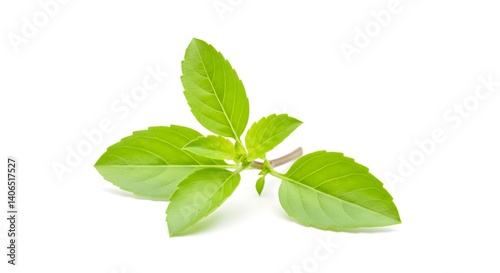 Green holy basil isolated Ocimum sanctum thai basil