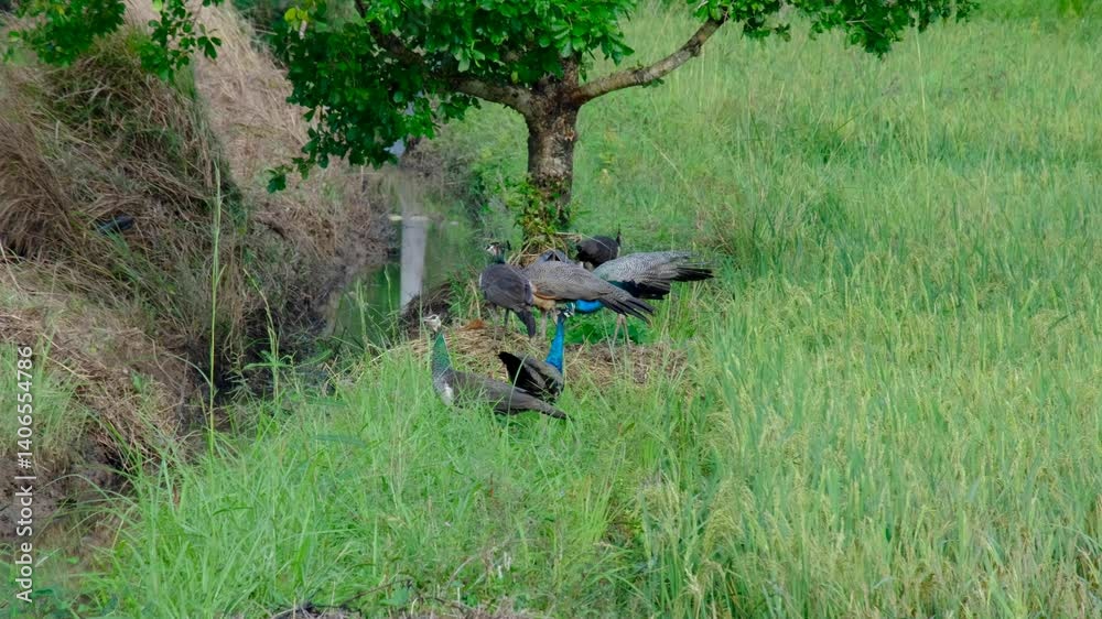 Muster group of peacock and peafowl birds in a green farmland field in Sri Lanka Muster group of peacock and peafowl birds in a green farmland field in Sri Lanka