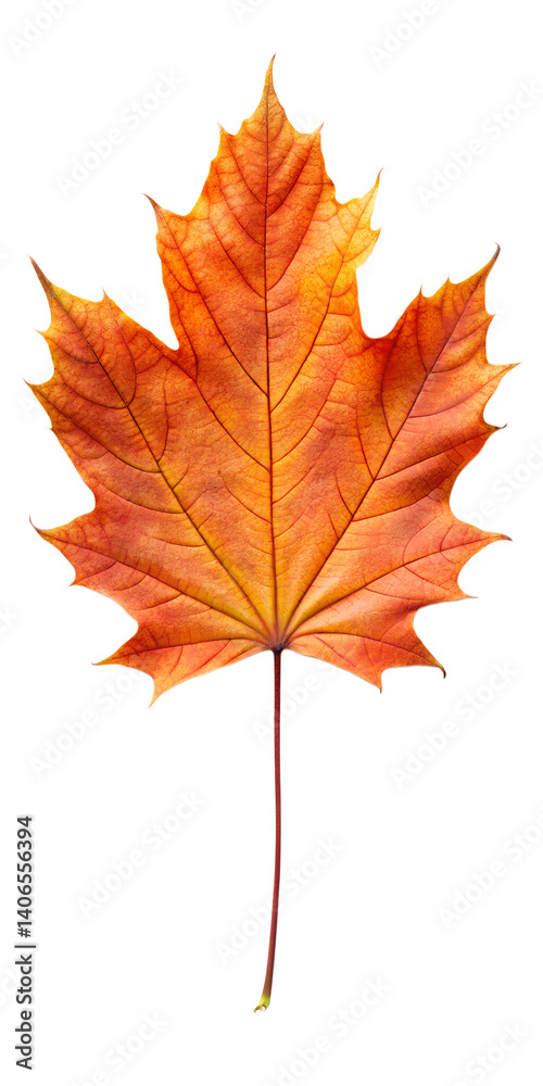 Obraz premium autumn maple leaf