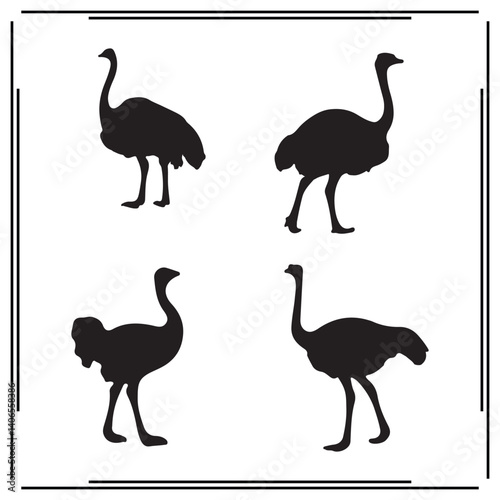 Ostrich silhouette, Ostrich illustration , Ostrich clipart, Ostrich vector , Ostrich icon , black Ostrich, Ostrich illustration on white background, Ostrich vector illustration ,