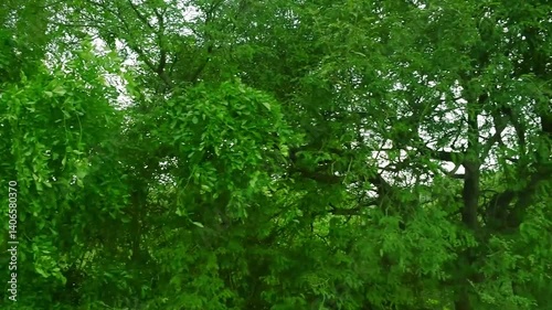 Wallpaper Mural greenish natural tree  bacground video  tree blossems an leaf moved by wind tree natural background Torontodigital.ca