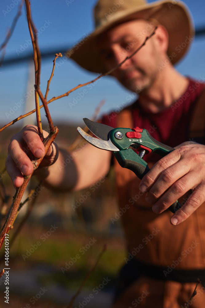 Male gardener with hat working in a blueberries organic farm.