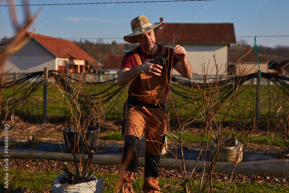 Male gardener with hat working in a blueberries organic farm.
