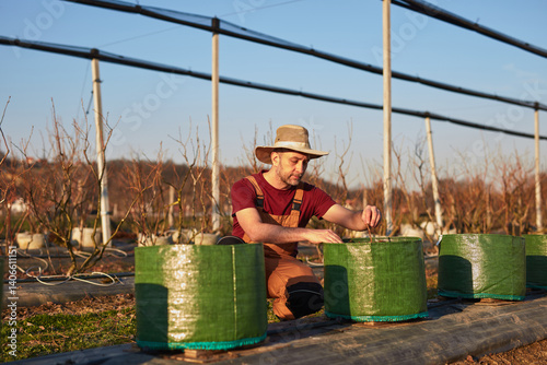 Obraz na płótnie Male gardener with hat working in a blueberries organic farm. w salonie