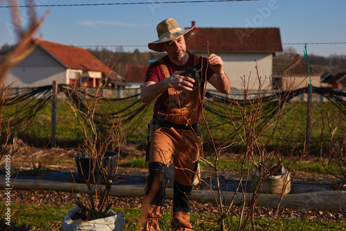 Obraz na płótnie Male gardener with hat working in a blueberries organic farm. w salonie