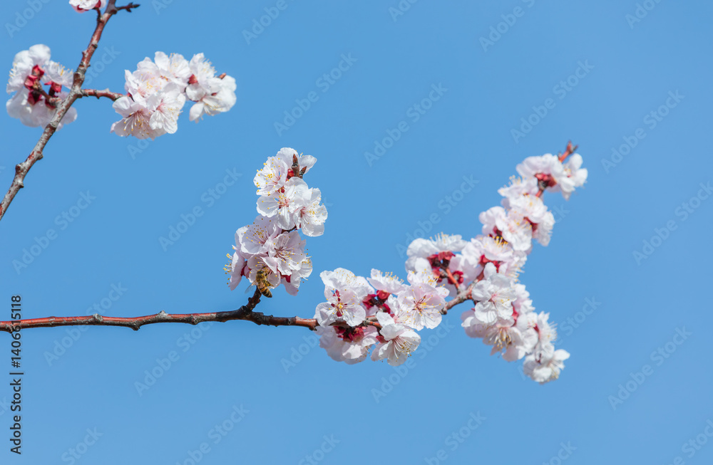A honeybee hovers among fully bloomed pink cherry blossoms on a sunny spring day.
