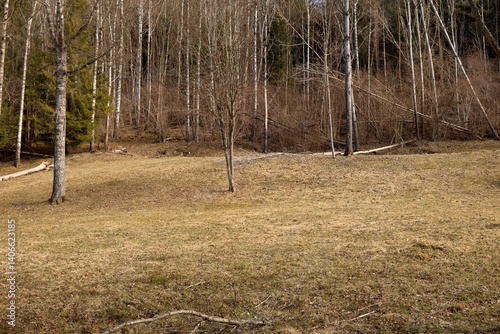 Canvas Print Forest
