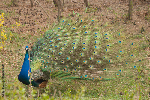 A beautiful peacock with a flowing tail on the green grass.