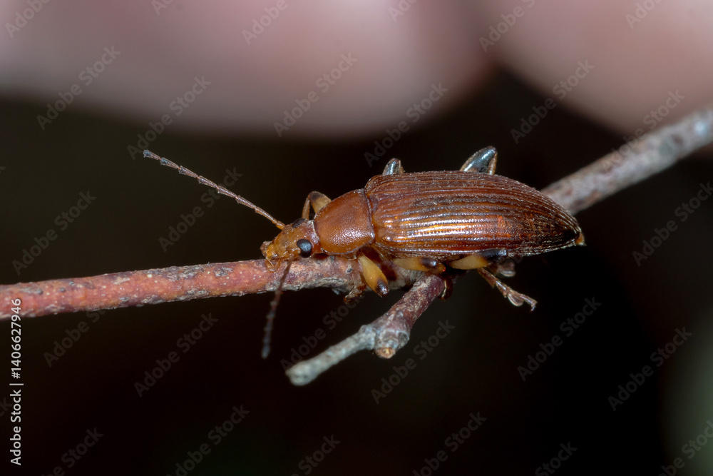 Naklejka premium Comb-clawed Darkling Beetle - Alleculini sp. - side view on twig