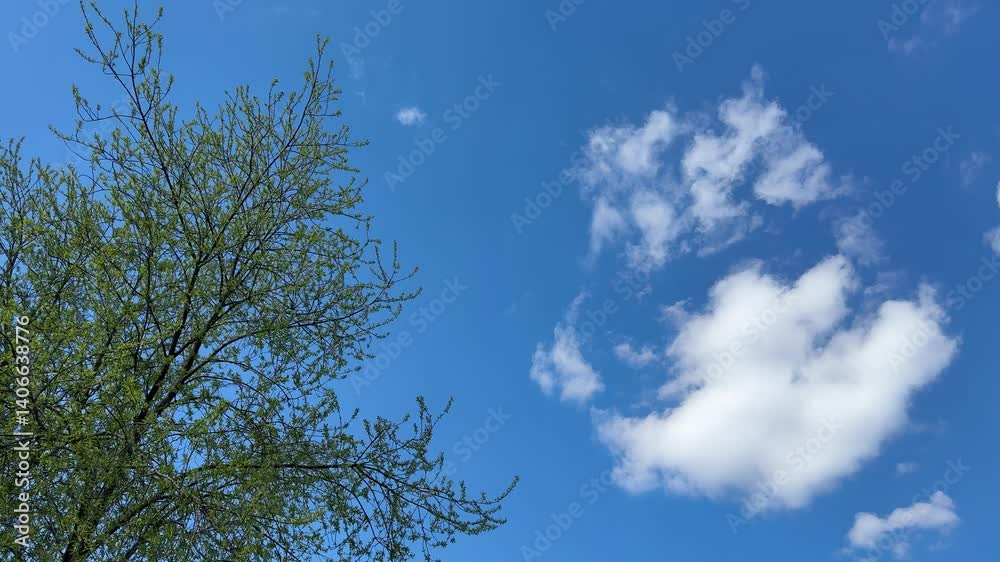 Tree green leaves and blue sky with white clouds. Tree green leaves and blue sky with white clouds.