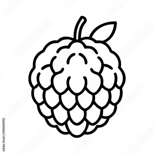 custard apple line drawn vector art - illustration custard apple isolated transparent background