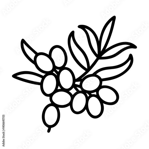 sea buckthorn line drawn vector art - illustration sea buckthorn isolated transparent background