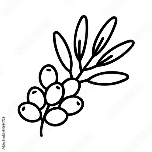 sea buckthorn line drawn vector art - illustration sea buckthorn isolated transparent background